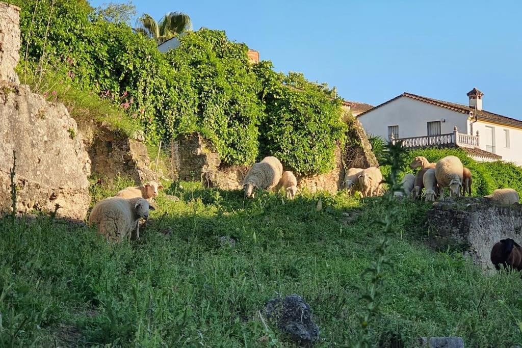 La Terracita Del Bosque Apartment Bagian luar foto